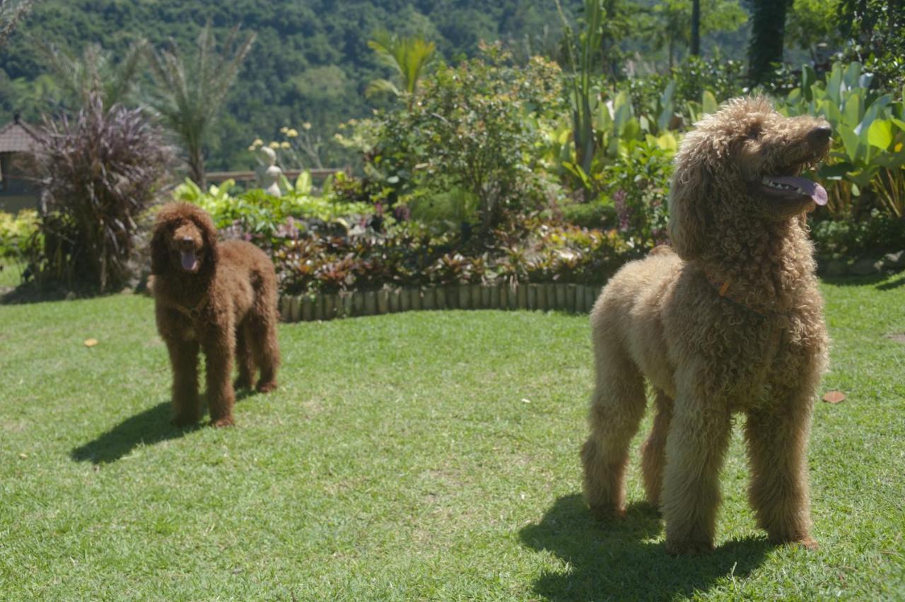 Villa Kropak Sidemen  Luaran gambar